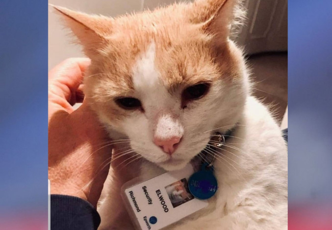 Viral Kucing Dijadikan Satpam Rumah Sakit Gegara Terlalu Sering Berkunjung
