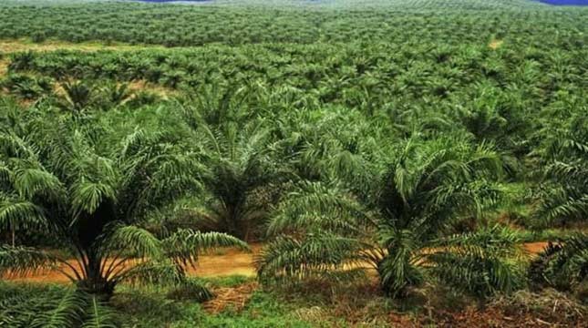 Sisir 32 Perusahaan, Satgas Temukan 58.350,97 Hektare Lahan Perkebunan Ilegal di Riau