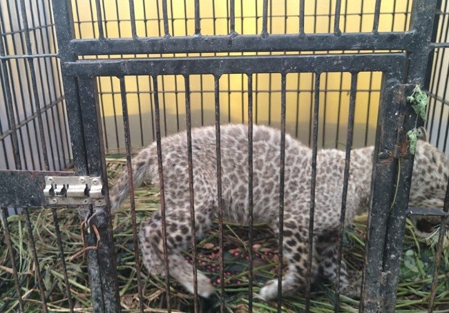 Anak Leopard yang Dititipkan Polda Riau ke BBKSDA Mati