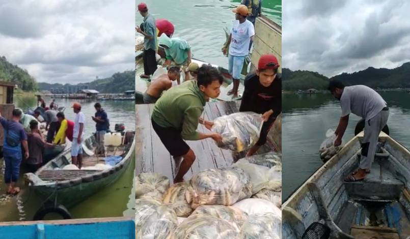 150 Ton Ikan di Waduk PLTA Koto Panjang Mati, Kerugian Capai Rp4,2 Miliar