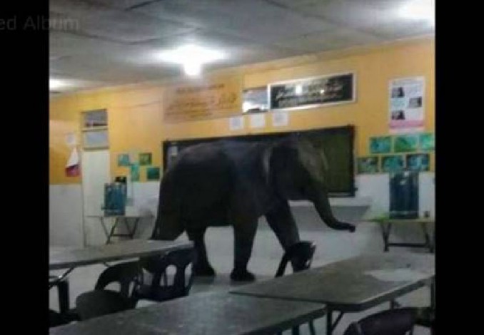 Gajah Liar Masuk Kantin Sekolah Bikin Heboh