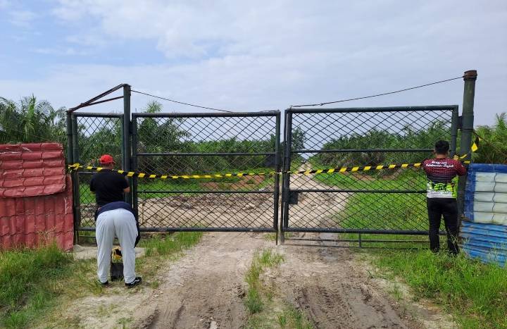Pemkab Pelalawan Segel Kebun Sawit di Jalan Lintas Bono, Pemilik Diminta Lengkapi Izin