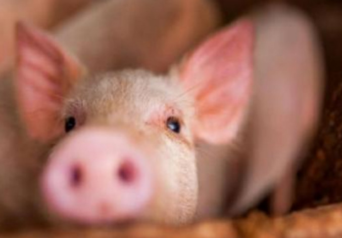 Peneliti China Keluarkan Peringatan Dini Wabah Flu Babi