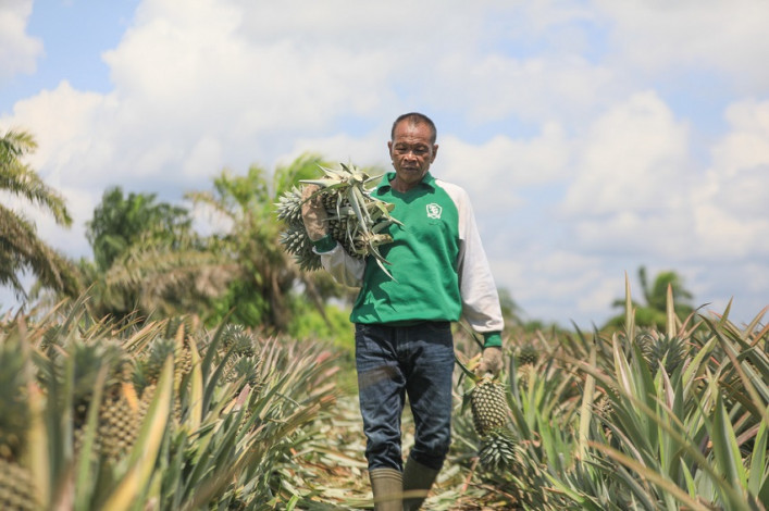 BPS: Nilai Tukar Petani Riau Bulan Juni Naik Sedikit