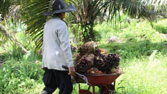 Petani Riau Sejahtera, Data BPS NTP Capai 132,16 di Bulan Agustus