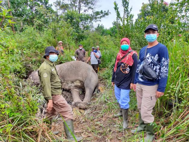 Gajah Seberat 2 Ton Ditemukan Mati di Bukit Apolo Pelalawan