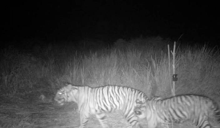 Terpantau Kamera Trap, Dua Harimau Berkeliaran di Teluk Lanus Siak