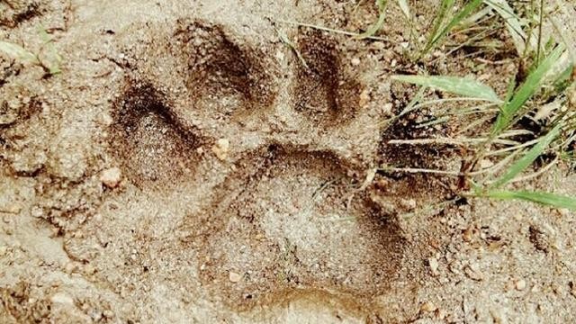 Jejak Kaki Harimau Ditemukan di Desa Karya Indah Tapung