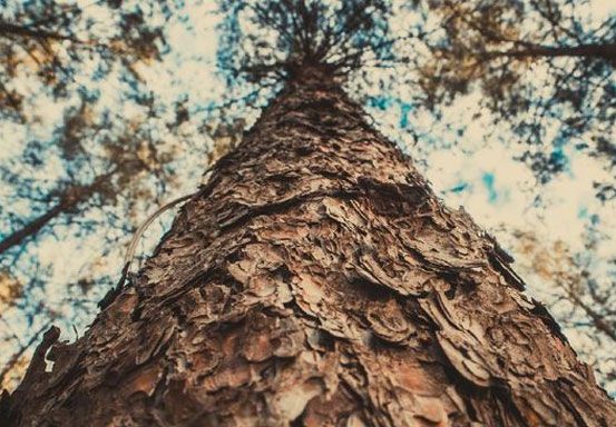 Pohon Tertua di Dunia Berusia 4 Ribu Tahun Ada di Argentina