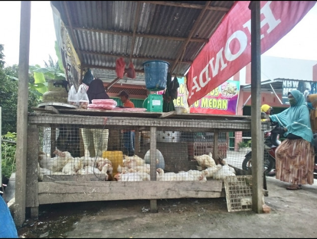 Harga Ayam di Pekanbaru Berangsur Turun