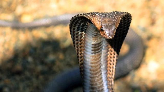 Makan Daging Sapi Korban Ular Kobra, 60 Orang Keracunan