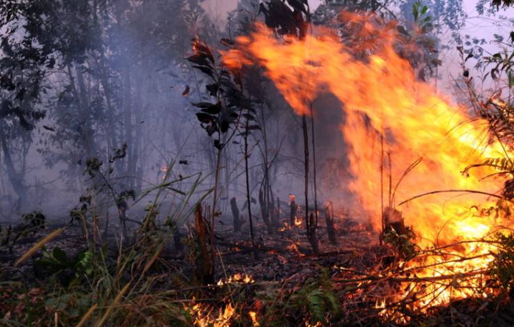 Cuaca Riau Mulai Kering, BPBD Bersiap untuk Status Siaga Karhutla