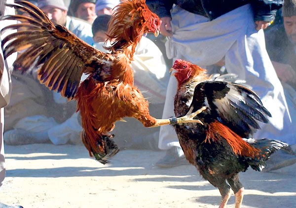 Polisi Gerebek Judi Sabung Ayam, Pegawai Pemkab Bengkalis Turut Diamankan