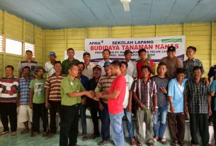 Ingin Jadi Sentra Nanas di Riau, 80 Ribu Bibit Ditanam di Siak