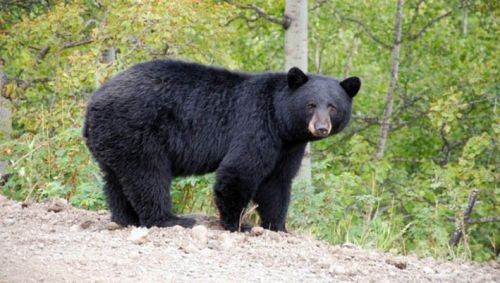 Beruang Terkam Warga Kampar, BBKSDA Riau Segera ke Lokasi