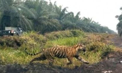 Harimau Muncul di Area Pipa Minyak Zamrud, BBKSDA Turunkan Tim