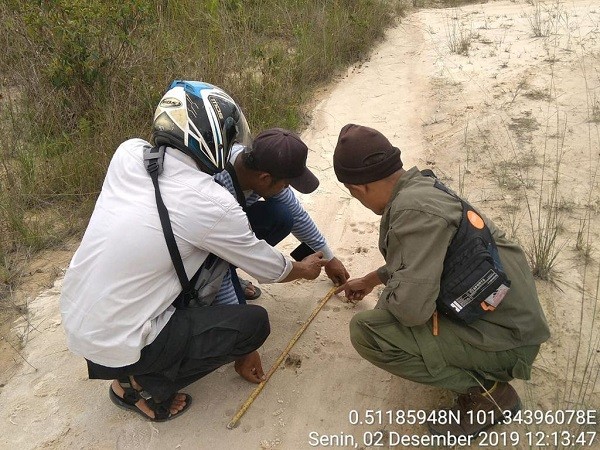 Soal Penemuan Jejak Harimau, BBKSDA Riau Imbau Warga Tetap Tenang