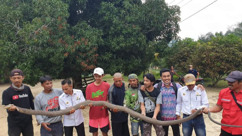 Warga Bagan Laguh Pelalawan Tangkap Ular Sepanjang 5 Meter