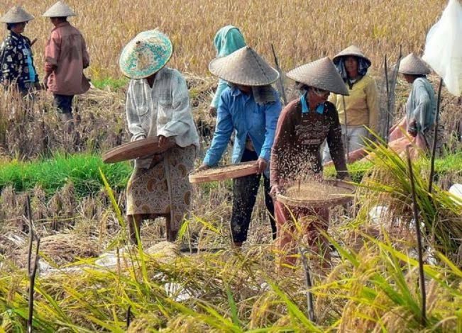 Nilai Tukar Petani Riau Turun 1,50 Persen, Ini Penjelasan BPS