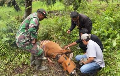 Harimau Sumatera Muncul di Siak, Sapi Warga jadi Korban
