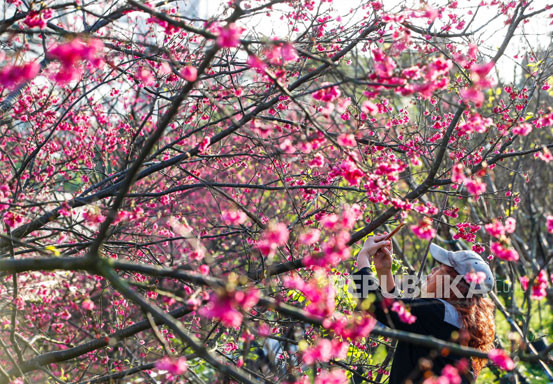 Bunga Sakura Mekar Paling Cepat Bikin Khawatir Ilmuwan
