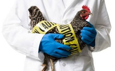 Cegah Flu Burung Masuk Pekanbaru, Ini Langkah yang Dilakukan Distankan