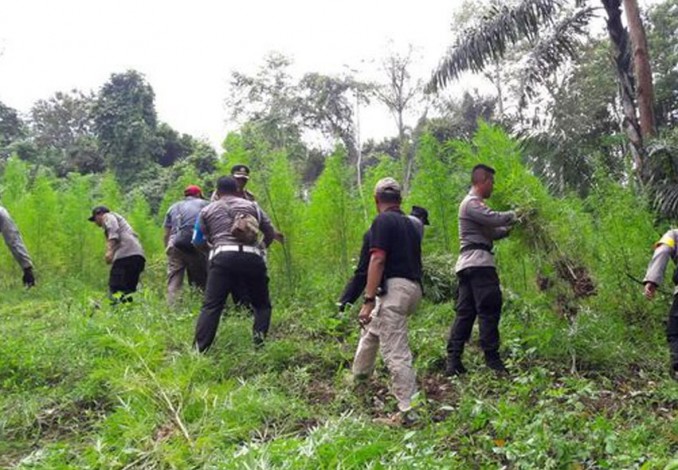 Wow.... Polres Aceh Utara Temukan 8 Hektare Ladang Ganja