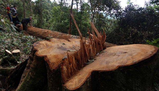 Pansus DPRD Riau Dorong Pemprov Bentuk BUMD untuk Kelola Hutan
