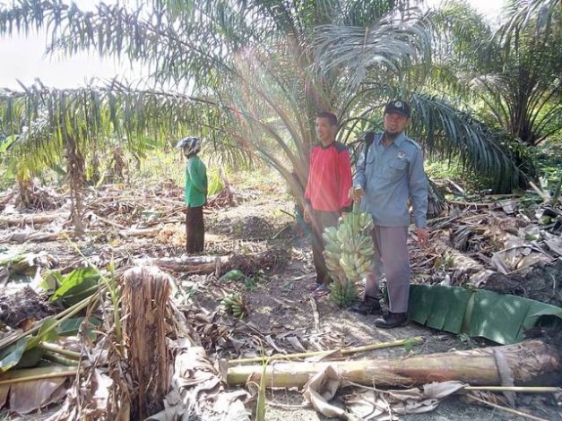 Dilintasi Gajah Petapahan, Kebun Warga Rumbai Rusak