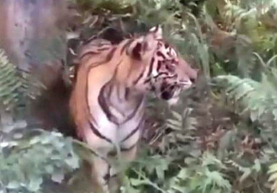 Harimau Berkeliaran di Ladang Minyak Zamrud, BBKSDA: Sudah Sering Terlihat