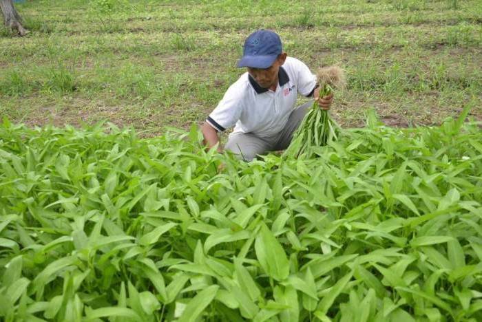 BPS Rilis Hasil Sensus Pertanian Tahap I, Jumlah Petani Riau Meningkat Tajam