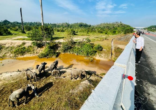 Berhenti di Tol Pekanbaru-Dumai, Presiden Jokowi Lihat Kawanan Gajah di KM 12