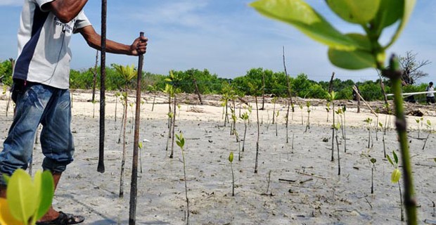 Abrasi Akibat Ekplorasi Mangrove Kian Parah di Bengkalis