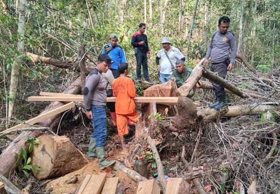 Pelaku Perambahan Hutan di TNBT Diseret ke Meja Hijau