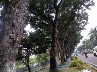 Pohon-pohon pelindung ini akan terdampak oleh rencana penataan dan pelebaran jalan Sudirman Pekanbaru