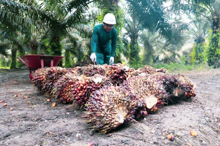 1.135,6 Hektare Sawit Petani Riau Ikut Serta PSR PTPN IV PalmCo Regional 3