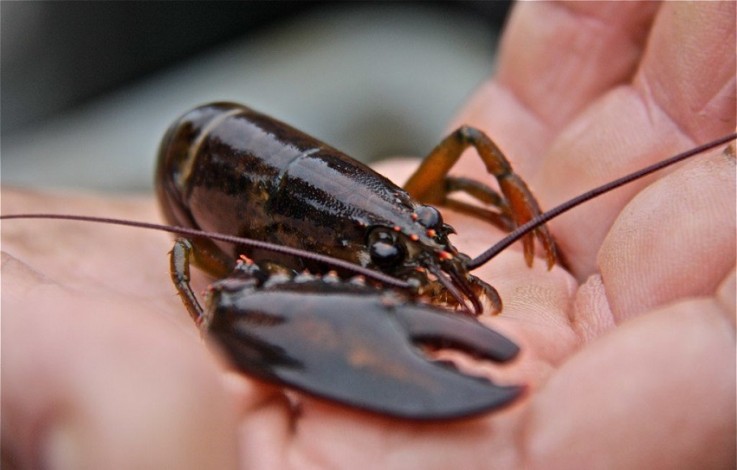 Polisi Inhil Gagalkan Penyelundupan 16 Ribu Ekor Bayi Lobster ke Singapura