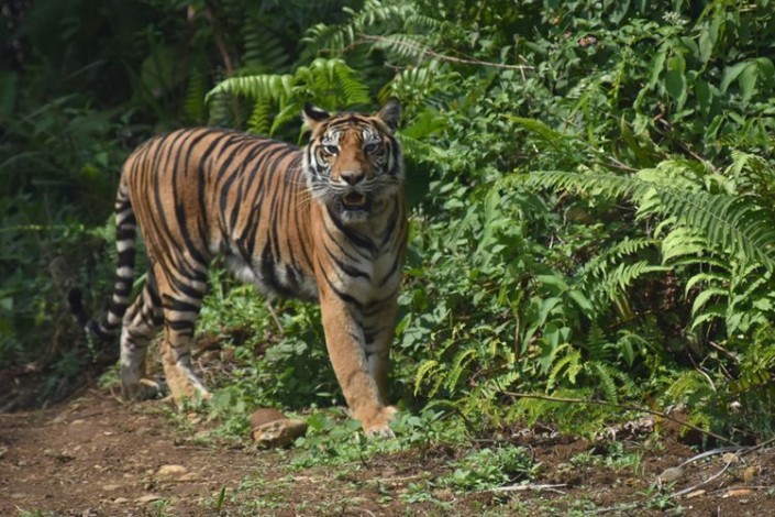 BBKSDA Riau Sebut Konflik Harimau dan Manusia di Inhil Berada di Kawasan Hutan
