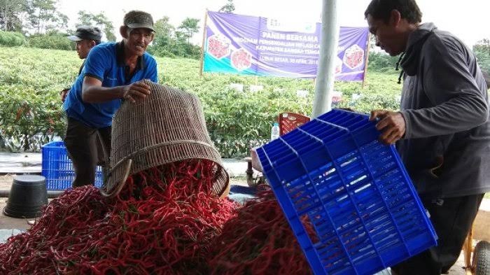 NTP Menurun, Petani Riau Masih Defisit