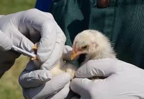 Belum Ada Ternak di Pekanbaru Terjangkit Flu Burung, Distankan Perketat Pengawasan
