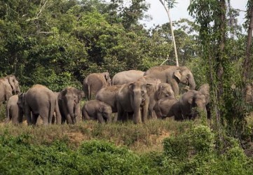 Petugas PLG Halau Gajah Liar dari Kawasan Perkebunan Warga