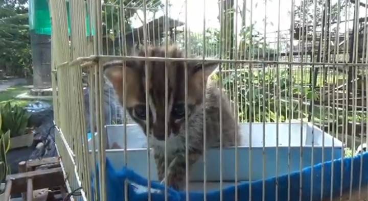 Ditemukan di Hutan dan Sempat Dipelihara, Warga Serahkan Kucing Hutan ke BBKSDA Riau