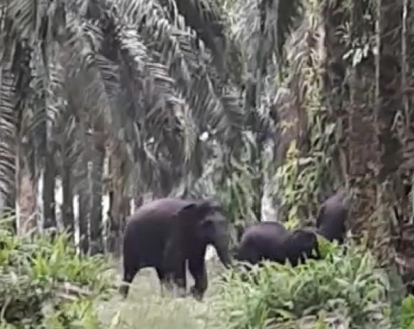 14 Ekor Gajah Liar Masuk Perkampungan Warga Desa Semunai