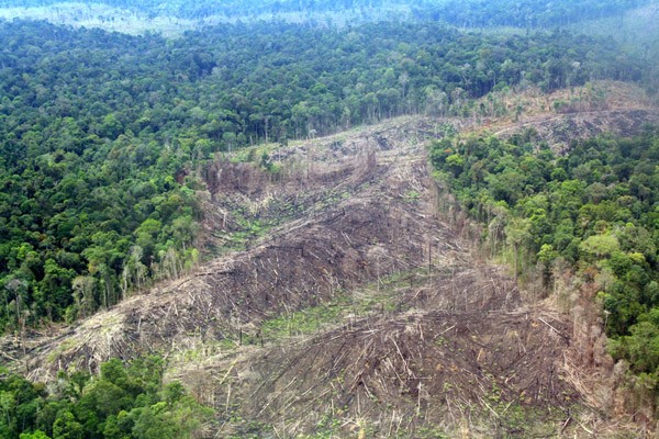 Banyak Ditemukan Illegal Logging di Kampar, Pemprov Riau Bentuk KPH