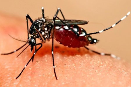 Tahun Lalu, 873 Masyarakat Pekanbaru Digigit Nyamuk Aedes Aqepty