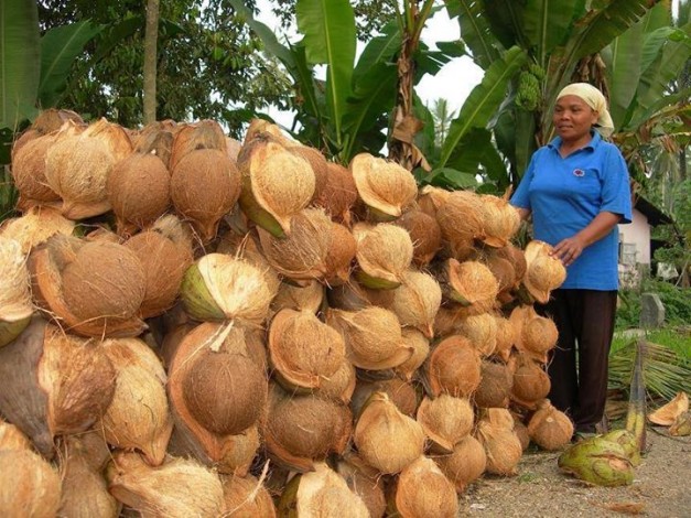 Menyedihkan, Negara Kepulauan Masih Impor Kelapa