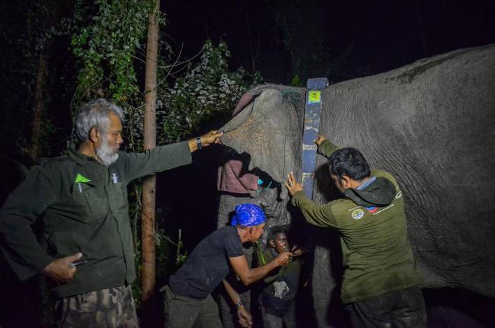 Tiga Ekor Gajah Liar di Giam Siak Kecil Riau Dipasang GPS