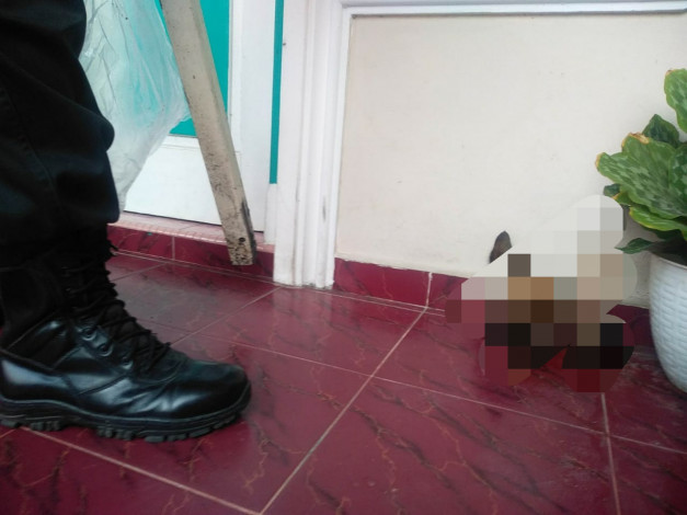 Teror Kepala Anjing di Rumah Humas Kejati Riau, Ini Kata Polisi