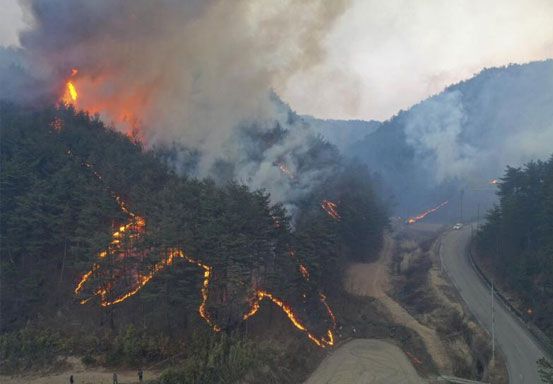 Kebakaran Hutan Ancam Pembangkit Listrik Korea Selatan
