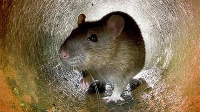 Tikus Raksasa Seukuran Kucing Serang Kota di Inggris